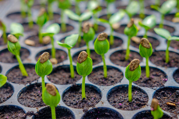 В России захотели создать плантацию растений для парфюмерного производства