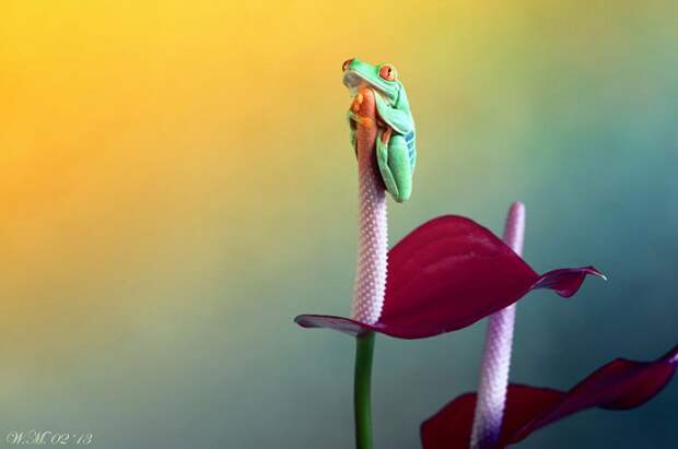 Заманчивый мир лягушек в макрофотографии Уила Мийера (Wil Mijer)