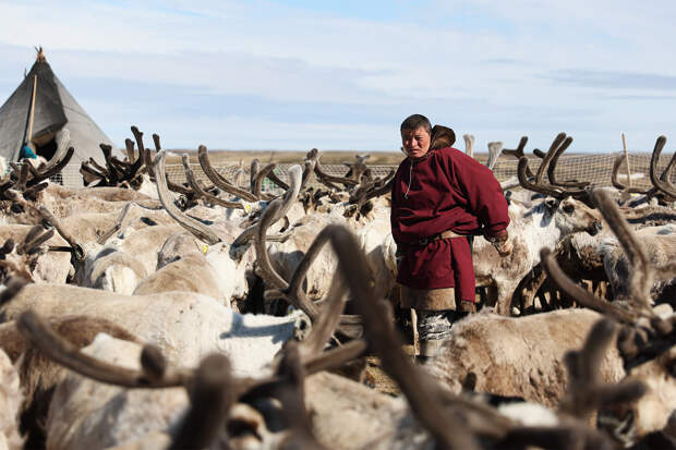 Европеец описал поездку к оленеводам в тундру фразой «здесь не выживают, а живут»