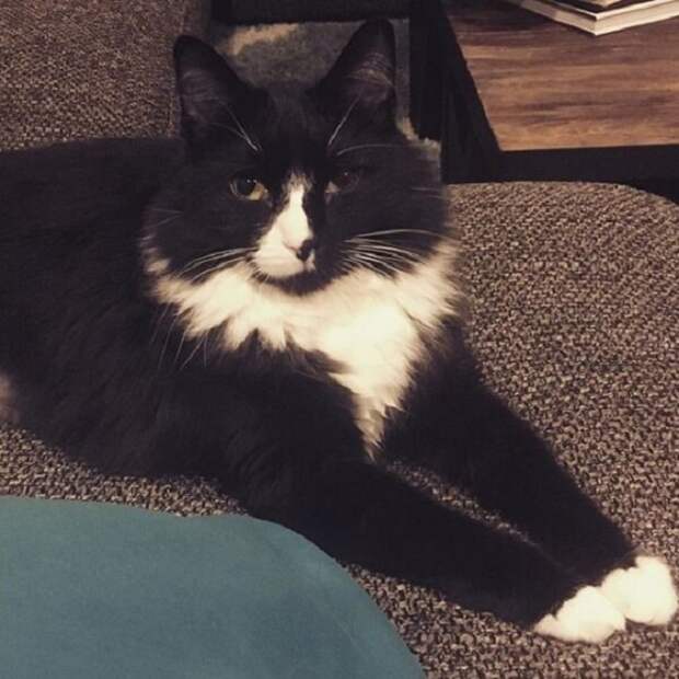 Кошка на диване Кошка лежит