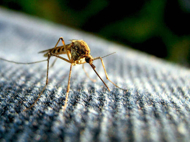 12. .Самая большая опасность от комаров - не сам укус, а паразиты, которые переносятся на комарином жале и могут попасть в кровь. Это особенно выражено в тропиках, где водятся малярийные комары животные, интересно знать, факты