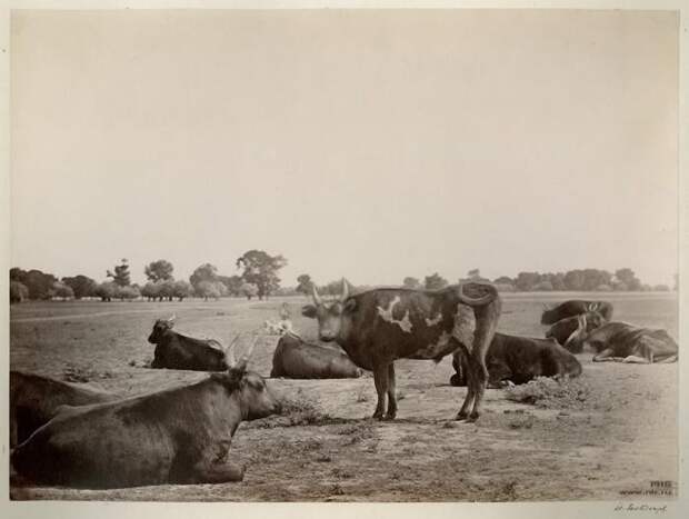 Фотография: Донской альбом Ивана Васильевича Болдырева №33 - BigPicture.ru