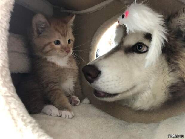 52690eb74d6cad012afa9e4186d3b815 (700x525, 191Kb)