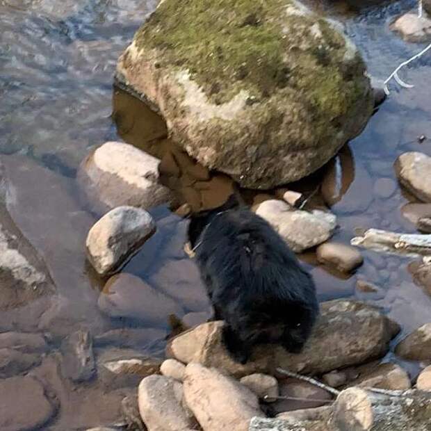 медвежонок в реке