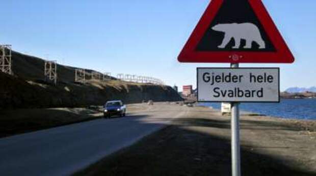 Норвежское законодательство закрепляет право на бесплатное свидание с белым медведем