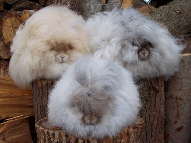 Стричь ангорских кроликов следует не реже раза в три месяца.