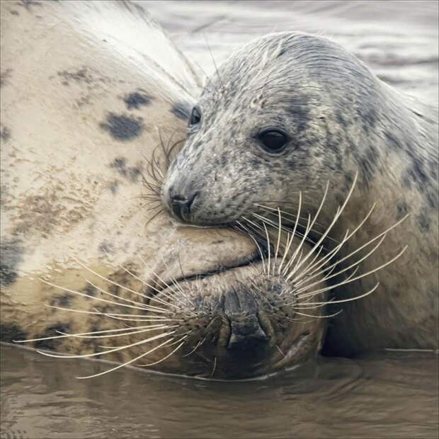 Животные позитивные фото 33 (670x670, 83Kb)