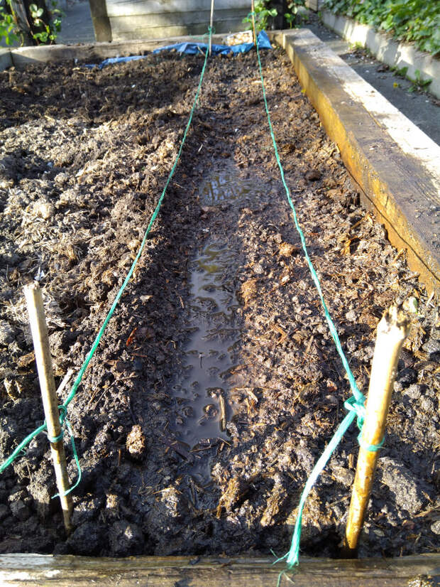 Onion Planting Lines by Dark Dwarf planting onion фото