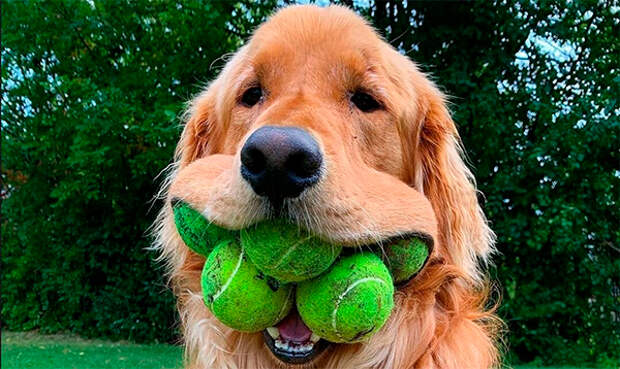 Пёс может держать в пасти сразу 6 мячей. Это тянет на мировой рекорд