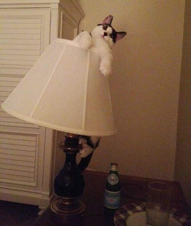 Котики