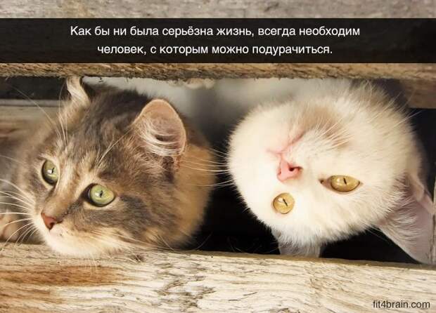 Картинки с хорошим настроением