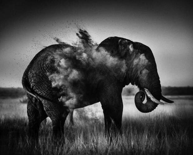 черно белые фотографии африканской дикой природы (5)