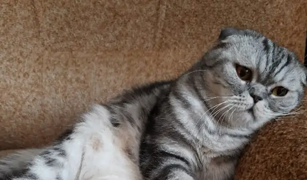 Нижегородские ветклиники обеспокоены подорожанием препаратов для анестезии