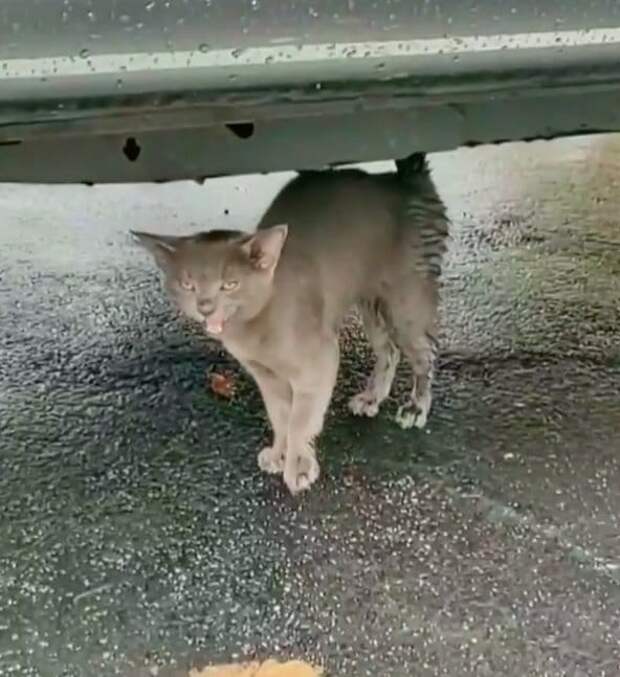 котенок под машиной