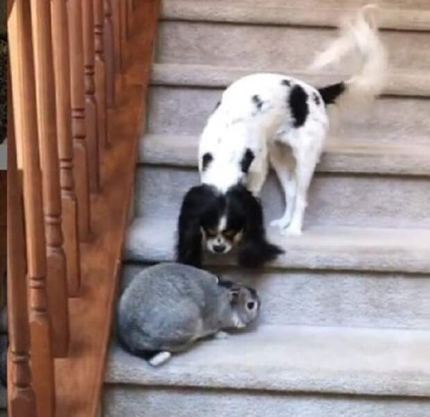 Животные на лестнице