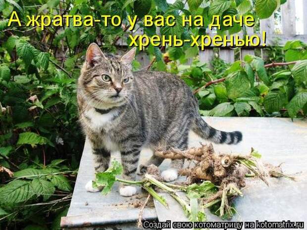 Мысли вслух :)