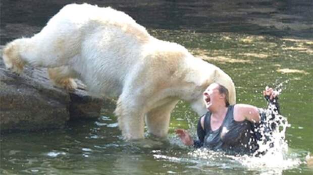 4. Нападение белого медведя на женщину в Берлинском зоопарке, 2009 г. дикие животные, нападение медведя, нападение хищника