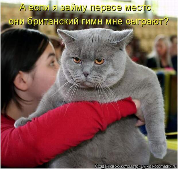 Лучшие котоматрицы недели (50 фото) Лучшие котоматрицы недели (50 фото)