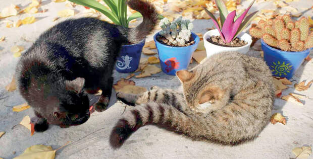 От жестокости – в приют: какие требования к владельцам домашних животных ужесточили в феврале