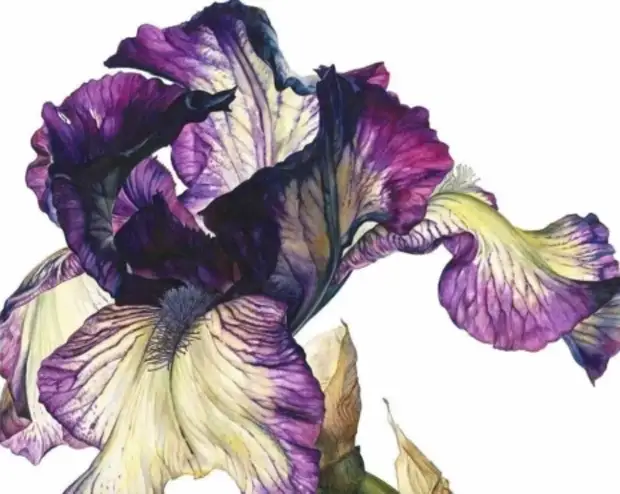 �������� Marie Burke. ��������� ��������