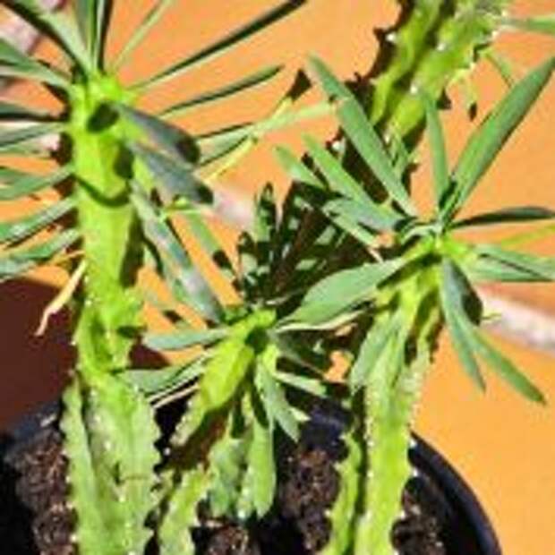Молочай пересадка. Euphorbia loricata. Молочай, Кротон, эуфорбия. Молочай панцирный (Euphorbia loricata.