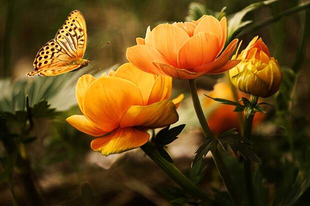 Цветы/ Фото: pixabay.com