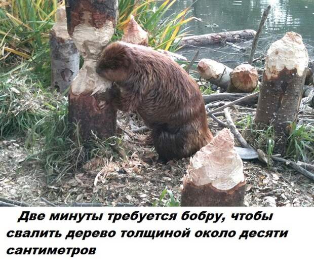 Самые бесполезные факты о которых вы не знали