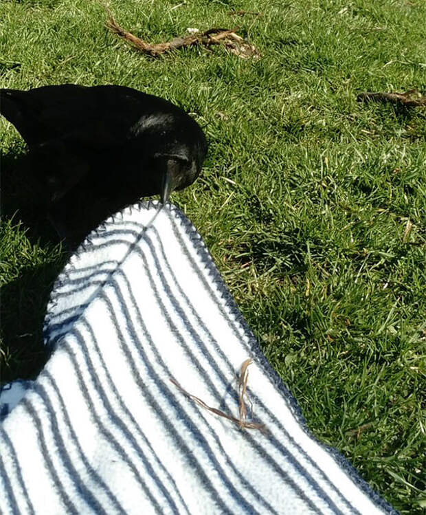 Ворона пытается стянуть одеяло для пикника вороны, животные, птицы, фото