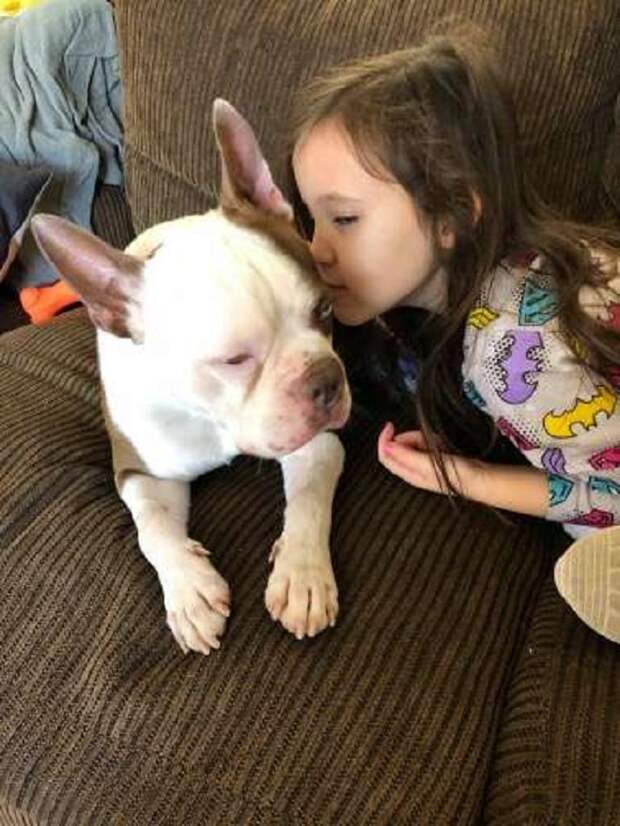 Ребенок целует собаку