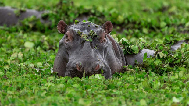 Что едят бегемоты