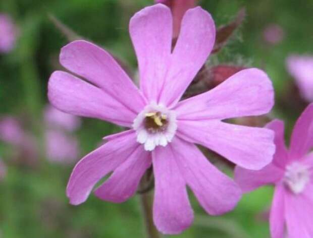 Простенькая на вид гибралтарская смолевка – самый редкий цветок