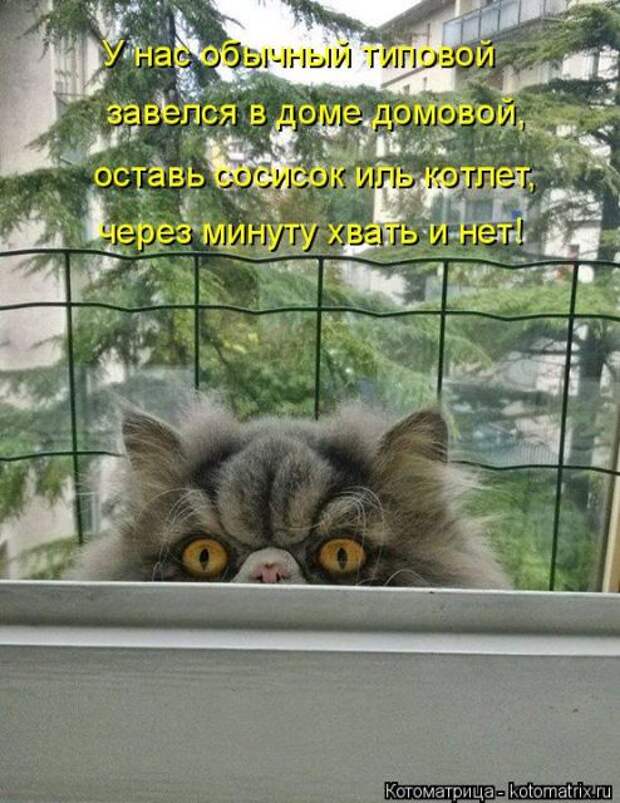 Лучшие котоматрицы недели (50 фото)