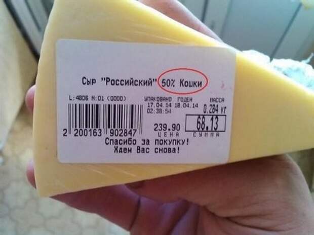 Бедная кошечка… прикол, честность, юмор