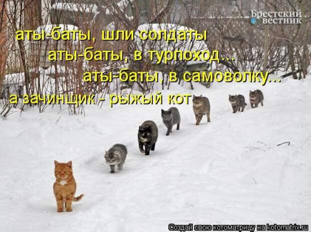 Котоматрицы(картинки с надписями)
