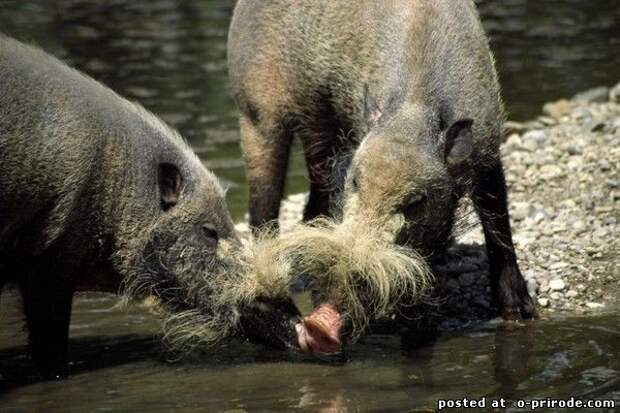 Бородатая свинья животные, интересно знать, факты