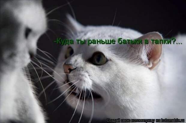Лучшие котоматрицы недели, 35 шт.