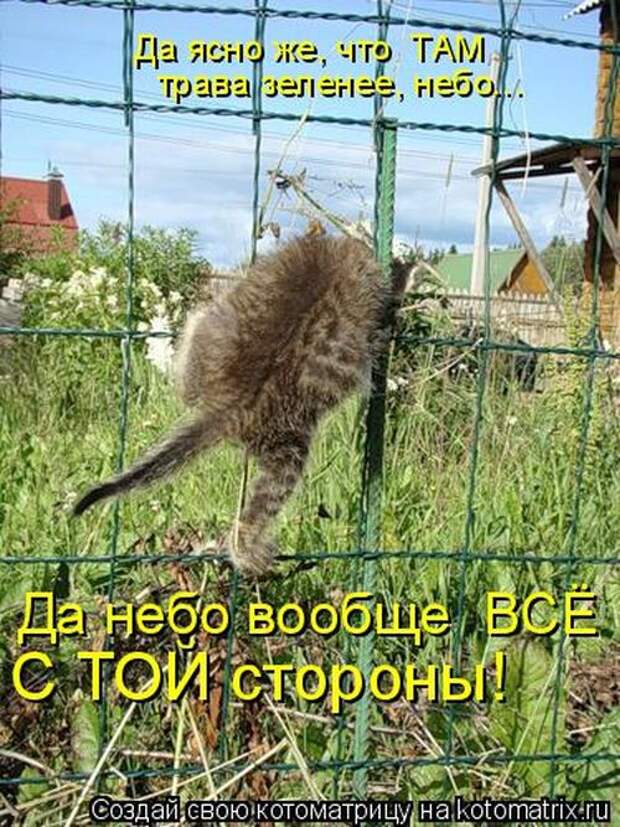 Лучшие котоматрицы недели (50 фото)