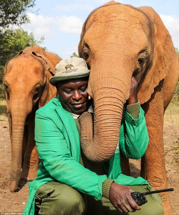 Слониха привязалась к смотрителю Эдвину, спасшему ее от верной смерти детеныш, животные, история, кения, люди, мир, слониха, спасение