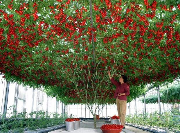 помидорное дерево