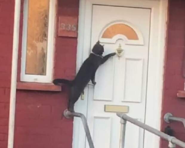 Кошка у двери