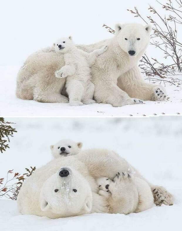 Несколько милых фотографий медведиц с детьми