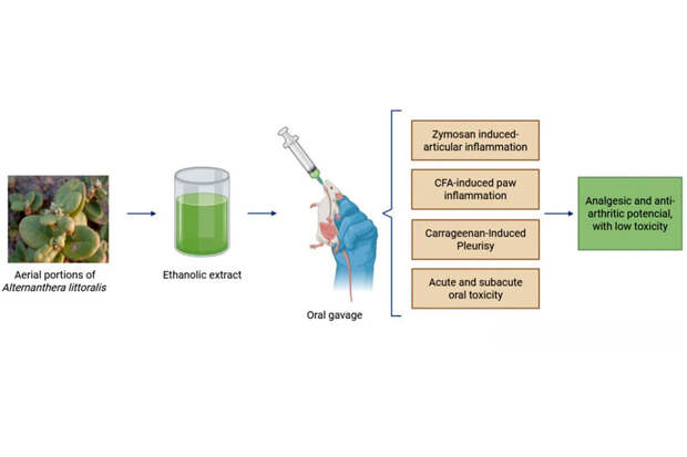 JE: подтверждены противовоспалительные свойства растения альтернантера