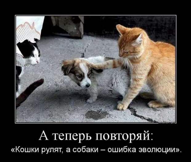 Прикольные демотиваторы с надписями. Подборка chert-poberi-dem-chert-poberi-dem-17530217102020-8 картинка chert-poberi-dem-17530217102020-8