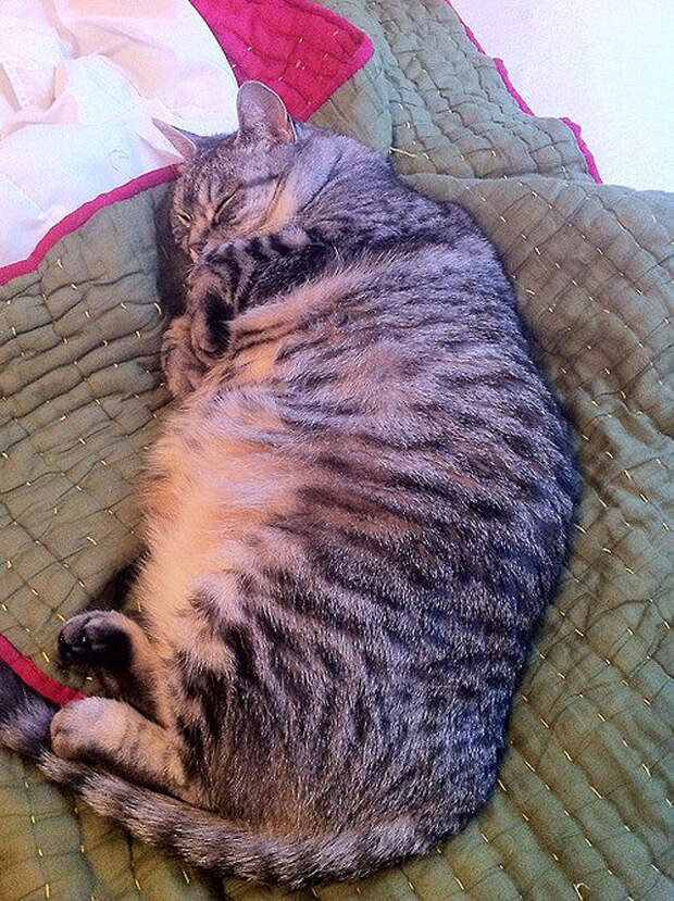 FatCats20 Толстокоты