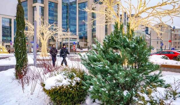 Собянин: Более 25 тыс. вечнозеленых растений высадили в Москве в 2025 году