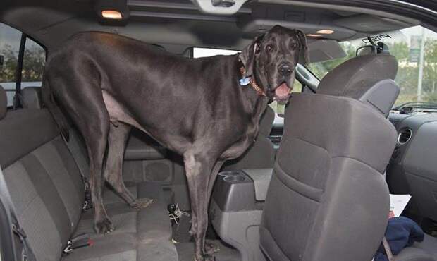 Самая большая собака в мире, собака в машине
