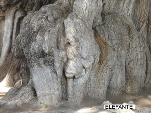 Elefante (нарост на Дереве Туле) - Fotografía de José Manuel Aguirre Martín