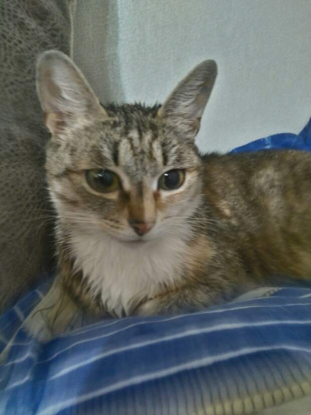 помощь кошкам кошка на кровати