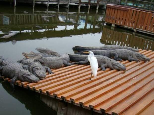 Фото-приколы дня