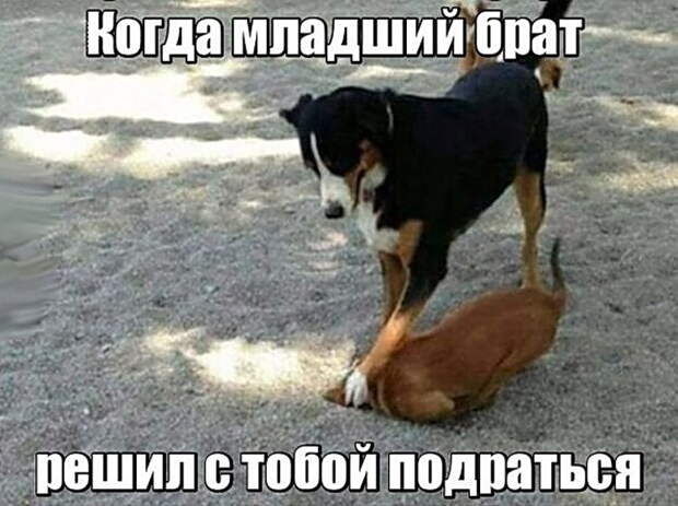 Прикольные картинки и фото приколы из сети (10 фото)